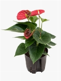 Foto van Anthurium sierra rood via burobloemen