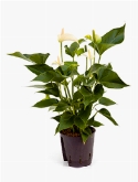 Anthurium white champion wit  burobloemen