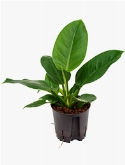 Philodendron imperial green  burobloemen