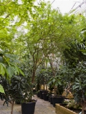 Foto van Acasia farnesiana stam vertakt 475 cm via burobloemen