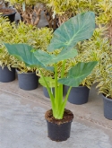 Alocasia calidora toef 80 cm  burobloemen