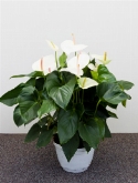 Foto van Anthurium and. sumi wit 65 cm via burobloemen