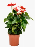 Foto van Anthurium and. sierra rood 55 cm via burobloemen