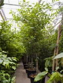 Annona glabra stam 450 cm  burobloemen