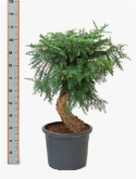 Araucaria cunninghamii bonsai (110-120) 110 cm  burobloemen