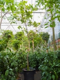 Artocarpus heterophyllus stam 475 cm  burobloemen