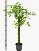 Foto van Bambusa groen stam (80-110) 170 cm via burobloemen