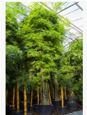 Foto van Bambusa siamensis multi stam(400-450) 550 cm via burobloemen