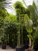 Foto van Bambusa siamensis multi stam 700 cm via burobloemen