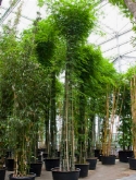 Bambusa siamensis multi stam (550) 650 cm  burobloemen