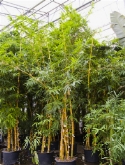 Bambusa vulgaris ³-stam 600 cm  burobloemen
