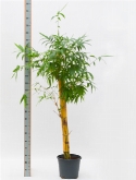 Bambusa vulgaris stam (140-150) 220 cm  burobloemen