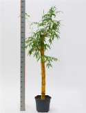 Foto van Bambusa vulgaris stam (120-1³0) 160 cm via burobloemen