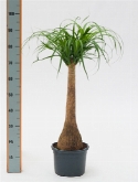 Beaucarnea recurvata stam (60) 90 cm  burobloemen