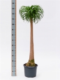 Beaucarnea recurvata stam (100) 140 cm  burobloemen