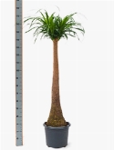 Beaucarnea recurvata stam (120) 170 cm  burobloemen