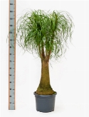 Beaucarnea recurvata vertakt (100) 150 cm  burobloemen