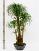 Foto van Beaucarnea recurvata vertakt (120-150) 180 cm via burobloemen