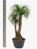 Beaucarnea recurvata vertakt (80-100) 130 cm  burobloemen