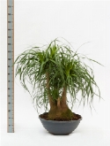 Beaucarnea recurvata vertakt (80) 120 cm  burobloemen