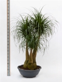 Beaucarnea recurvata vertakt (150) 200 cm  burobloemen