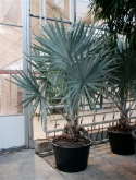 Foto van Bismarckia nobilis stam (275-³25) 300 cm via burobloemen