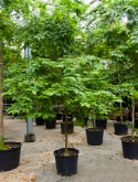 Bulnesia arborea stam (275-³00) 300 cm  burobloemen