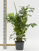 Caryota mitis bush 140 cm  burobloemen