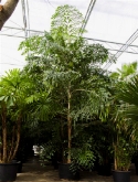 Foto van Caryota mitis bush 650 cm via burobloemen