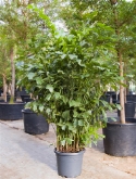 Caryota mitis bush (200-220) 220 cm  burobloemen