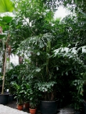 Caryota mitis bush (700-800) 600 cm  burobloemen