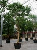 Foto van Cerbera manghas stam 625 cm via burobloemen