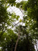 Cecropia palmata stam 750 cm  burobloemen