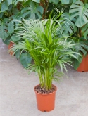 Areca (chrysalidoc.) lutescens bush 90 cm  burobloemen