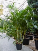 Areca (chrysalidoc.) lutescens bush (³00-³25) 300 cm  burobloemen