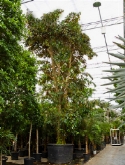 Chrysophyllum olivorme stam 800 cm  burobloemen