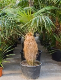 Coccothrinax crinita stam 375 cm  burobloemen