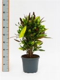 Foto van Croton (codiaeum) mamey vertakt 70 cm via burobloemen