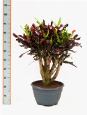 Croton (codiaeum) mamey vertakt|bonsai 75 cm  burobloemen