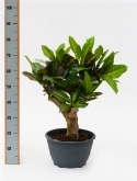 Foto van Croton (codiaeum) petra vertakt|bonsai 90 cm via burobloemen