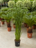 Cyperus alternifolius glaber toef 160 cm  burobloemen