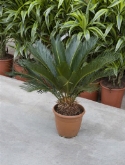 Cycas revoluta 14+ bladeren 75 cm  burobloemen