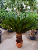 Foto van Cycas revoluta stam 100 cm via burobloemen
