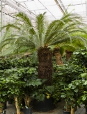 Cycas rumphii stam (100-120) 300 cm  burobloemen