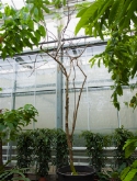 Delonix elata stam vertakt 575 cm  burobloemen