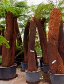 Dicksonia antartica stam (250-260) 400 cm  burobloemen