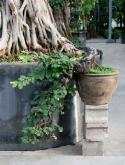 Diospyros rhodacalyx bonsai 125 cm  burobloemen