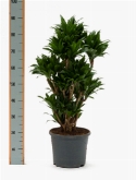 Dracaena compacta vertakt-multi (90-100) 100 cm  burobloemen