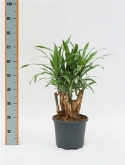 Dracaena deremensis vertakt 50 cm  burobloemen