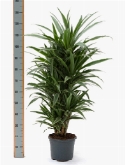 Dracaena deremensis vertakt-multi 100 cm  burobloemen
